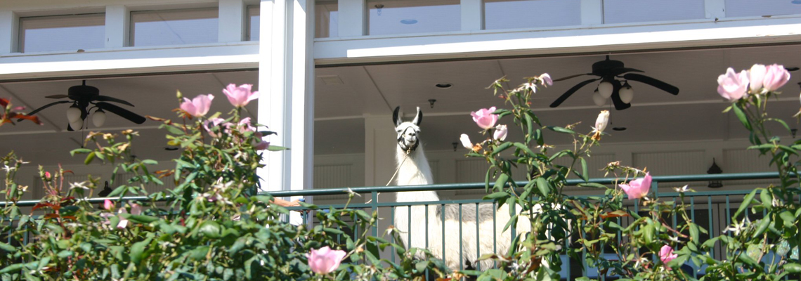 Talamore Llamas Talamore Golf Resort Talamore Llamas Talamore Golf Resort